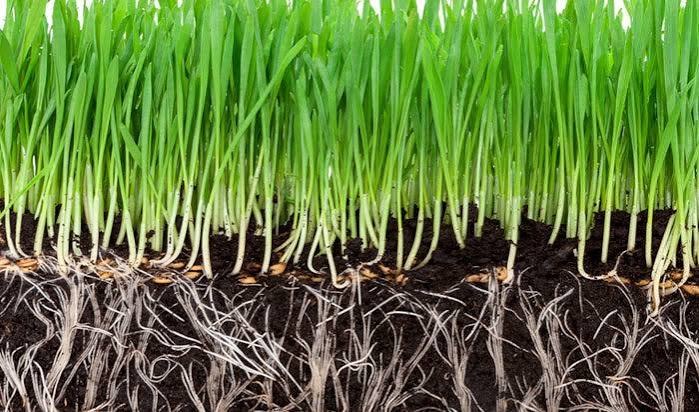 Grass blades and roots in the soil